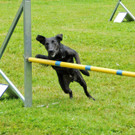 Agility H__chst 23-06-2013 18_jpg-1372319738