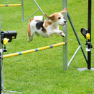 Agility H__chst 23-06-2013 44_jpg-1372319818