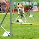 Agility H__chst 23-06-2013 19_jpg-1372319746