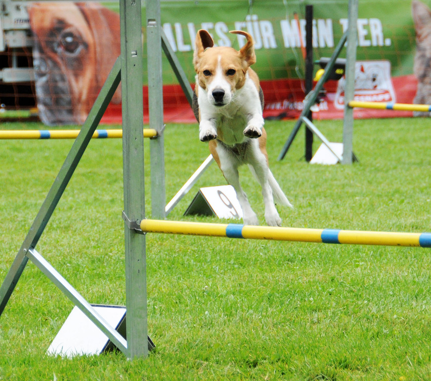 Agility H__chst 23-06-2013 19_jpg-1372319746