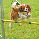 Agility H__chst 23-06-2013 28_jpg-1372319768