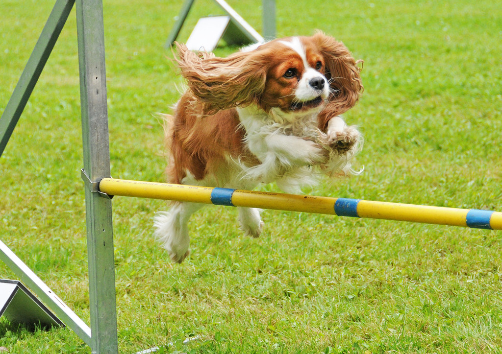 Agility H__chst 23-06-2013 28_jpg-1372319768