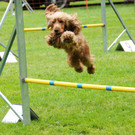 Agility H__chst 23-06-2013 29_jpg-1372319777