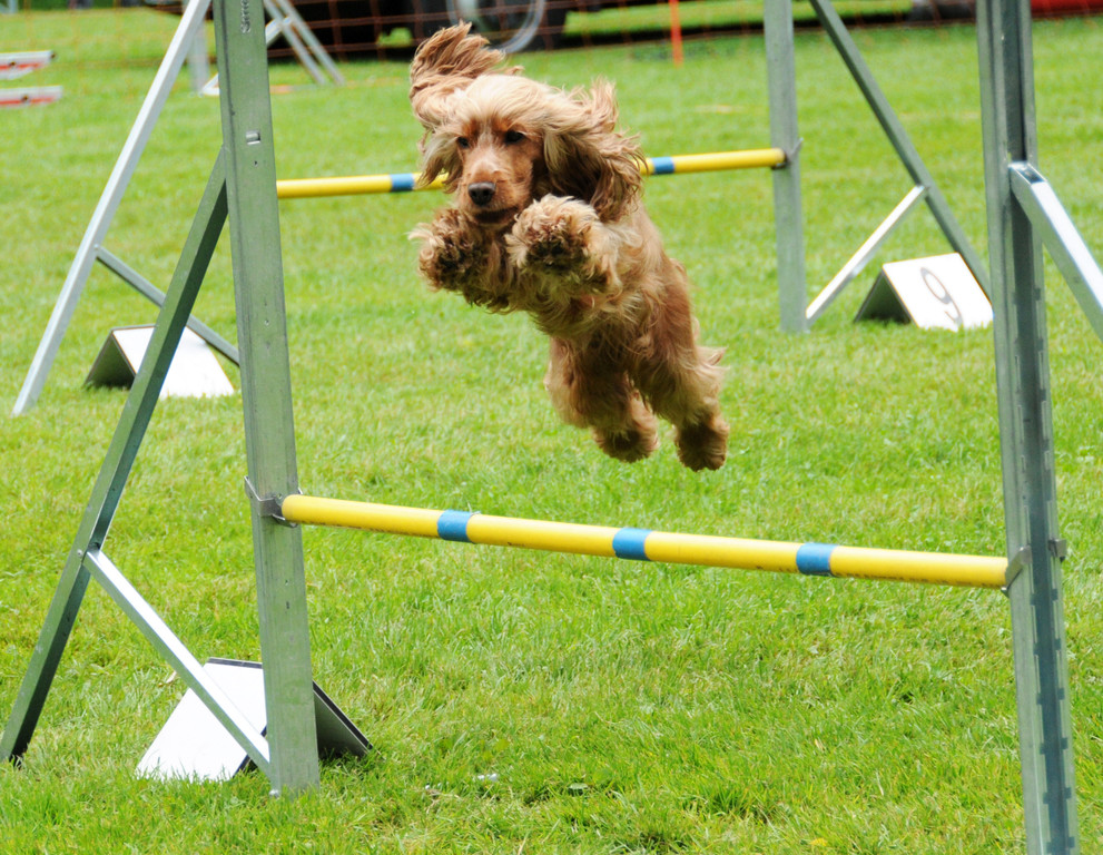 Agility H__chst 23-06-2013 29_jpg-1372319777