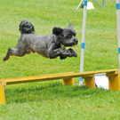 Agility H__chst 23-06-2013 31_jpg-1372319788