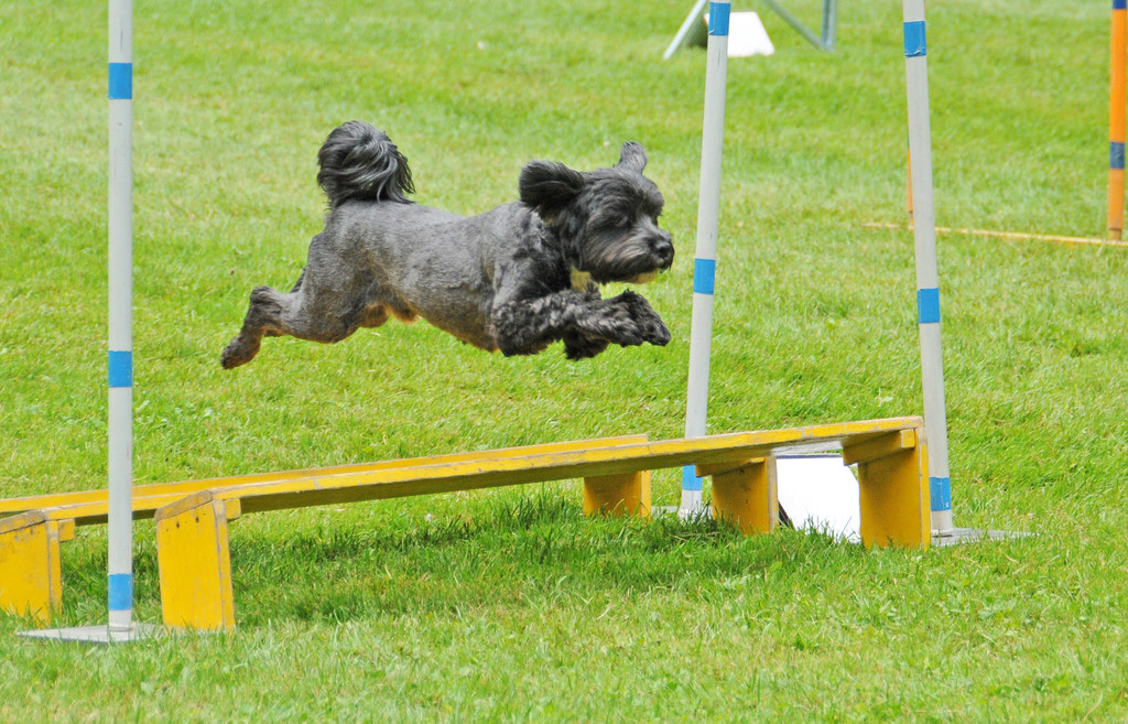Agility H__chst 23-06-2013 31_jpg-1372319788