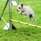 Agility H__chst 23-06-2013 55_jpg-1372319856