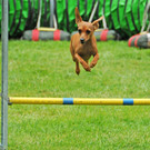 Agility H__chst 23-06-2013 63_jpg-1372319864