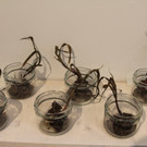 KOE_Ausstellung Stirbt der Bien 29_jpg-1372510166
