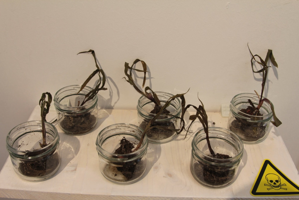 KOE_Ausstellung Stirbt der Bien 29_jpg-1372510166