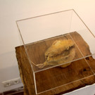 KOE_Ausstellung Stirbt der Bien 33_jpg-1372510215