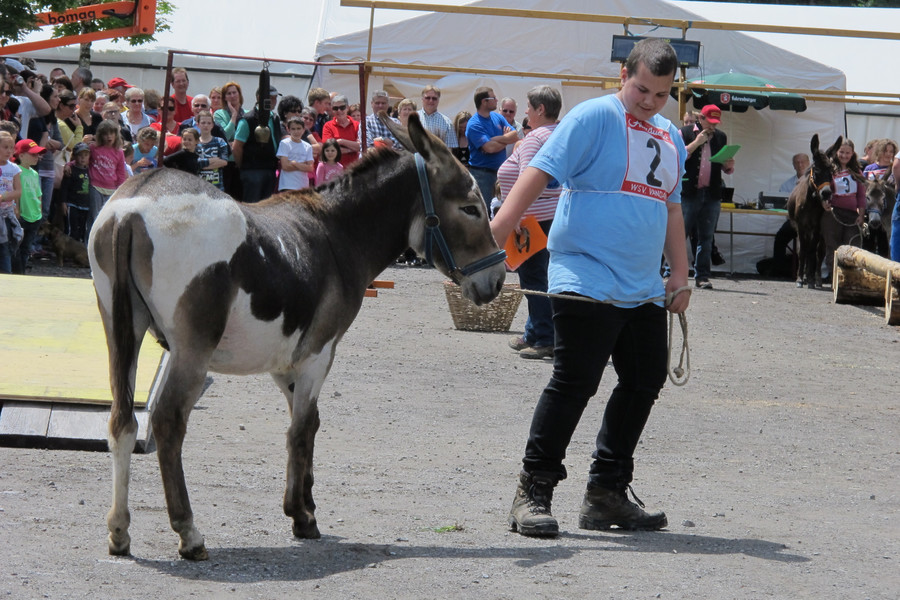 IMG_5372_JPG-1372617449