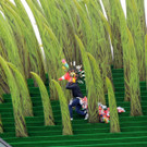 DSCN0613_JPG-1372707330