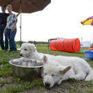 Wiens erstes Hunde-Kompetenz-Zentrum: Eindrücke