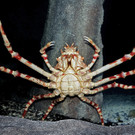 Riesenseespinne-Novak.jpg
