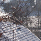 normal_brandhammerrau08032010_20_26_.jpg