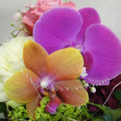 DSC00092.JPG