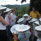 Bienen schauen