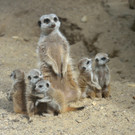 Erdmännchen-Nachwuchs in Schönbrunn