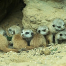 Erdmaennchen_10_TGS_Zupanc.jpg
