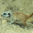 Erdmaennchen_11_TGS_Zupanc.jpg