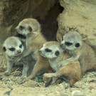 Erdmaennchen_12_TGS_Zupanc.jpg