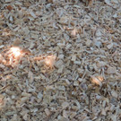 DSCN3101_JPG-1372983043