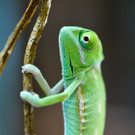 Die besten Tierbilder der Woche