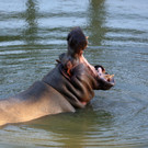 IBD1214-20130704.jpg