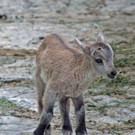 ZooSBG_Alpensteinbock_Kitz.jpg