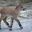 ZooSBG_Alpensteinbock_Kitz2.jpg