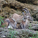 ZooSBG_Alpensteinbock_Kitz3.jpg