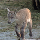 ZooSBG_Alpensteinbock_Kitz4.jpg