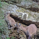 Steinbock-Nachwuchs im Zoo