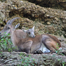ZooSBG_Alpensteinbock_Nachwuchs2.jpg