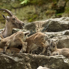 ZooSBG_Steinbock_Nachwuchs3.jpg