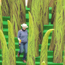 DSCN9744_JPG-1373068913