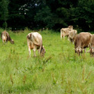 DSC09446.JPG