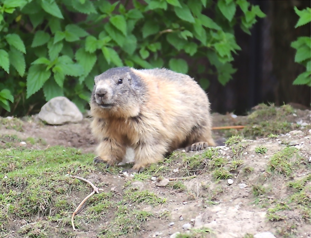 KOE_Wildpark Juli 2013 8_jpg-1373385287