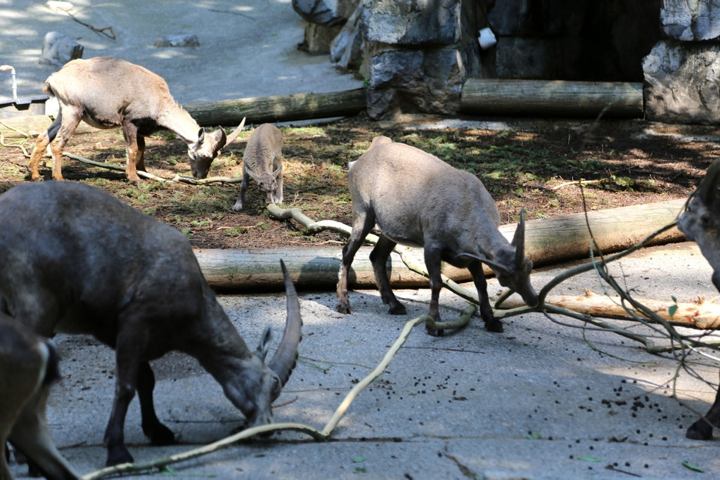 KOE_Wildpark Juli 2013 11_jpg-1373385304
