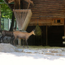 KOE_Wildpark Juli 2013 20_jpg-1373385373