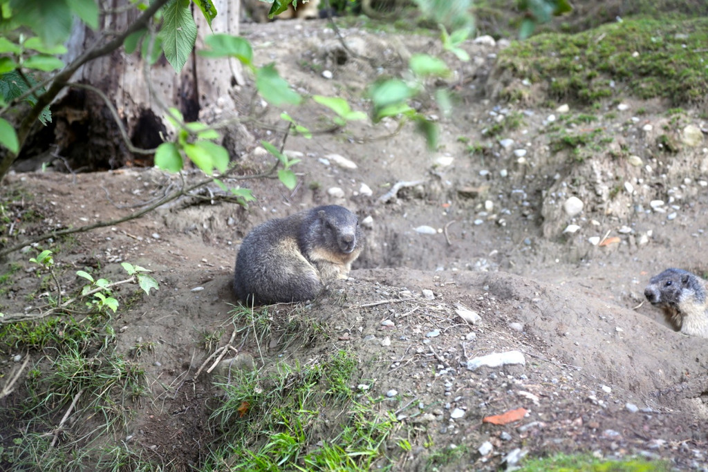 KOE_Wildpark Juli 2013 7_jpg-1373390536