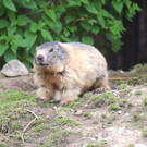 KOE_Wildpark Juli 2013 8_jpg-1373390541