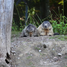 KOE_Wildpark Juli 2013 10_jpg-1373390552