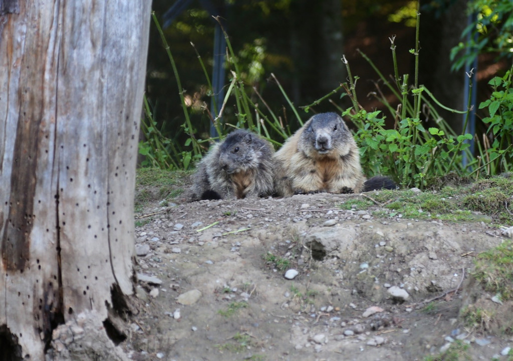 KOE_Wildpark Juli 2013 10_jpg-1373390552
