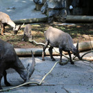 KOE_Wildpark Juli 2013 11_jpg-1373390558