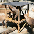 KOE_Wildpark Juli 2013 18_jpg-1373390617