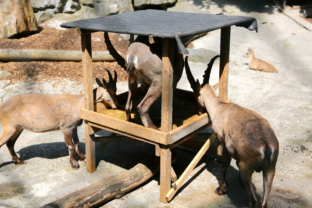 KOE_Wildpark Juli 2013 18_jpg-1373390617