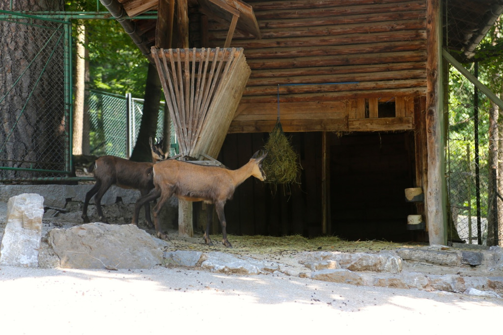 KOE_Wildpark Juli 2013 20_jpg-1373390628