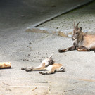 KOE_Wildpark Juli 2013 24_jpg-1373390659